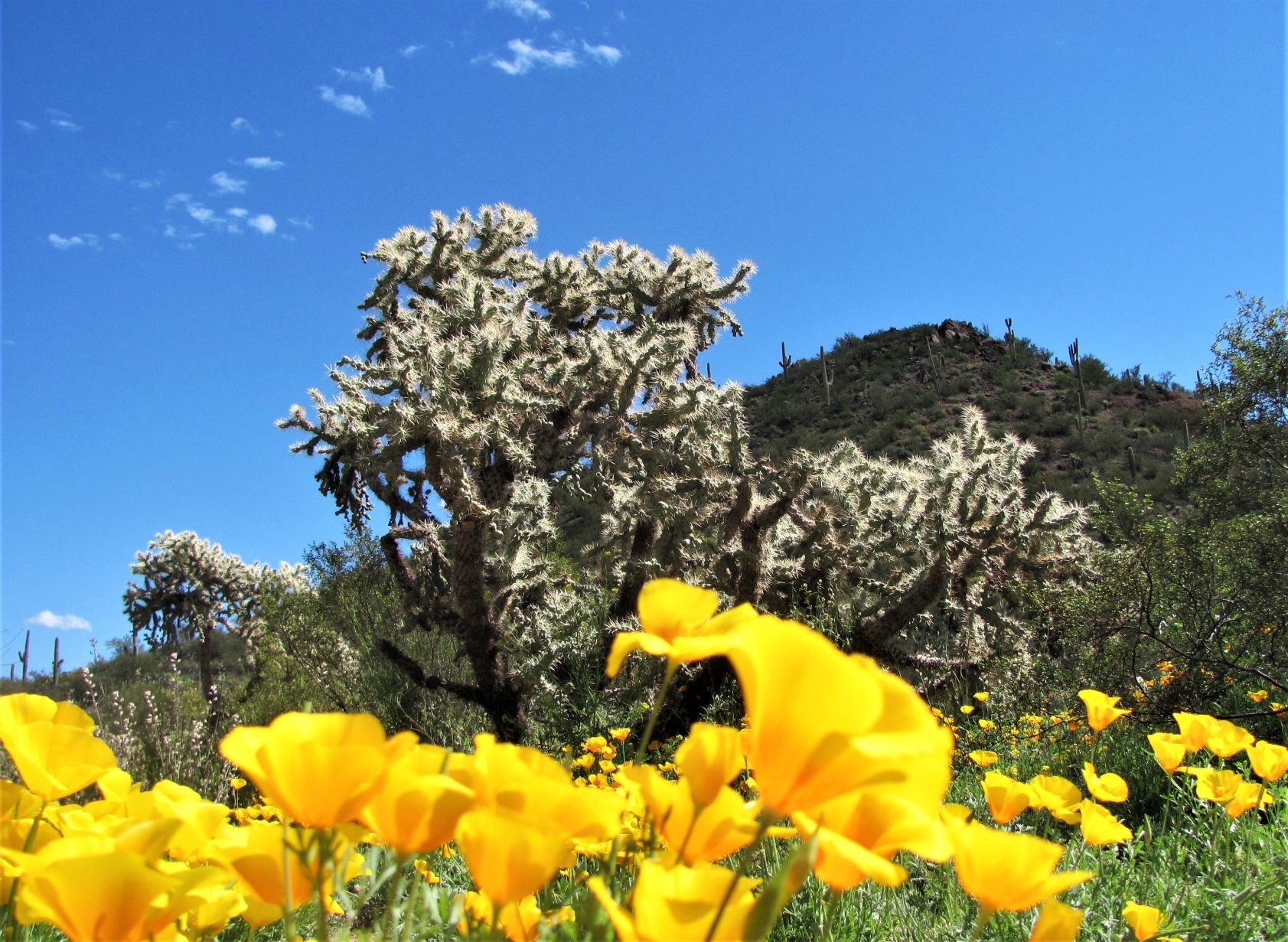 Gold poppies